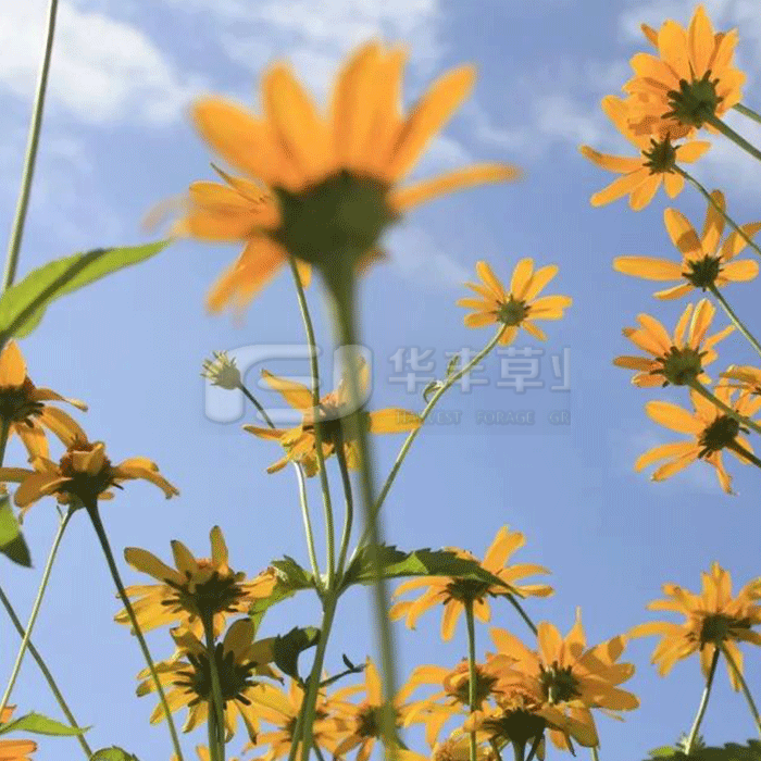 6966集团(中国)有限公司官网