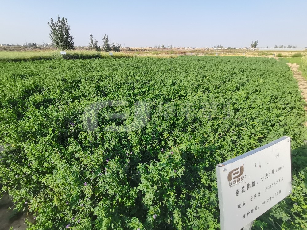 杂草不成怕，就看怎么除---紫花苜蓿地里杂草防治措施