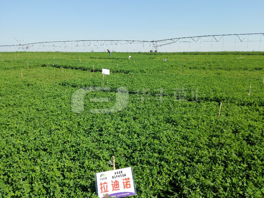 秋播紫花苜蓿苗期治理