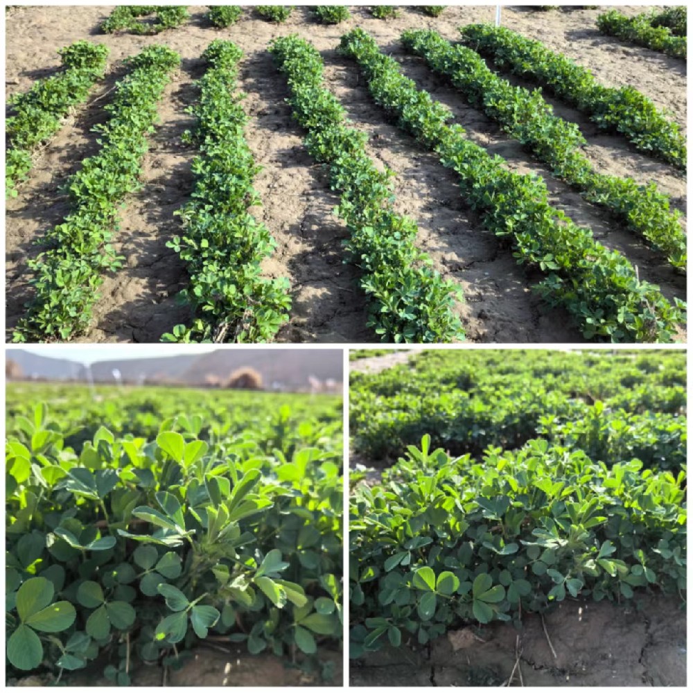 我公司苜蓿种类安全越冬，返青优良