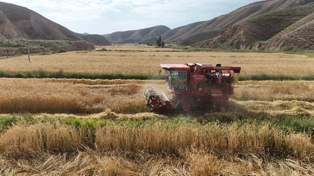 草种迎丰登，田间收成忙
