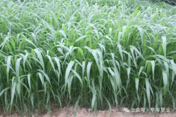 标兵高丹草：强再生力，多茬刈割