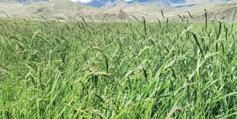 “长矛”披碱草