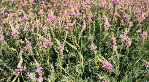 “新农5号”红豆草