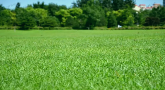 草坪选种纠结症？这款「绅士」黑麦草，让养护变轻松！