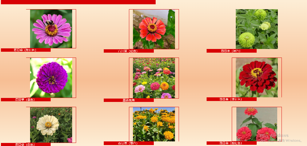 百日草：不止百日开放，藏着多元价值的宝藏花草