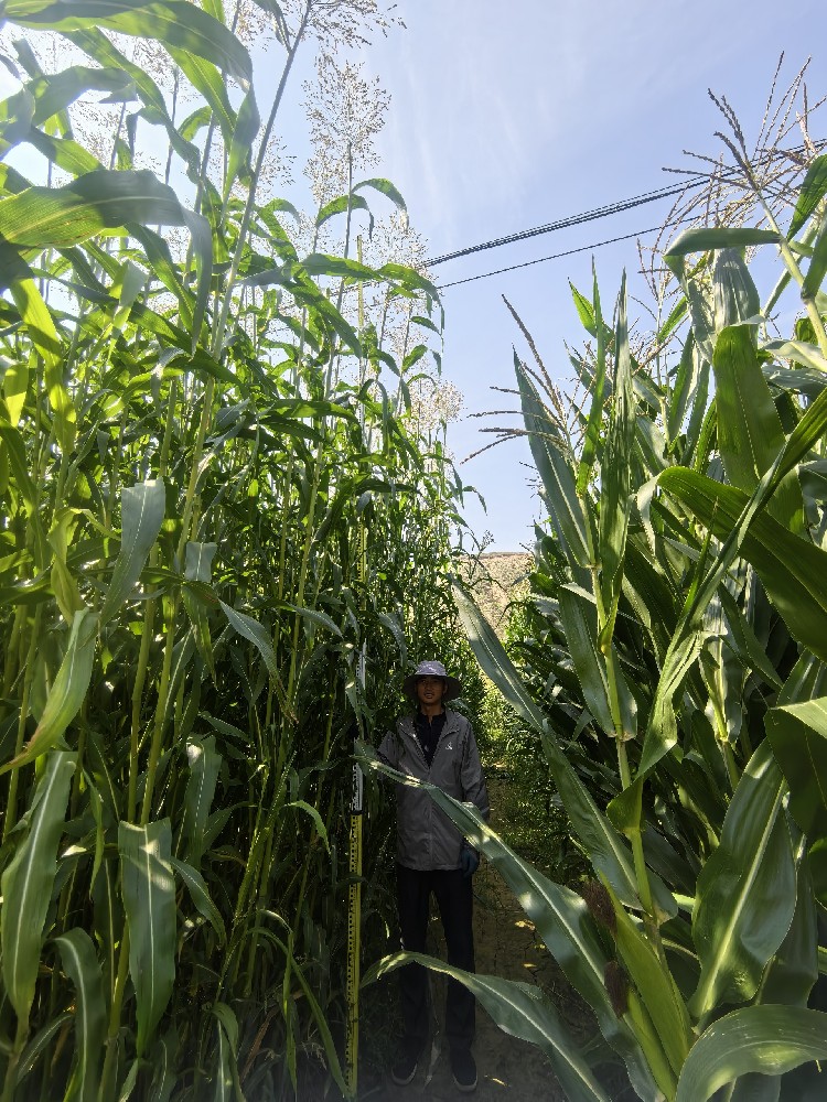 养殖降本神器！饲用甜高粱，一亩顶三亩，牛羊长膘快人一步。